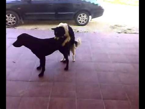 follandose a su perro